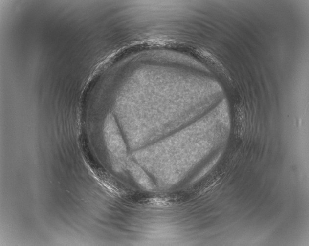 X0000052950496200508050926