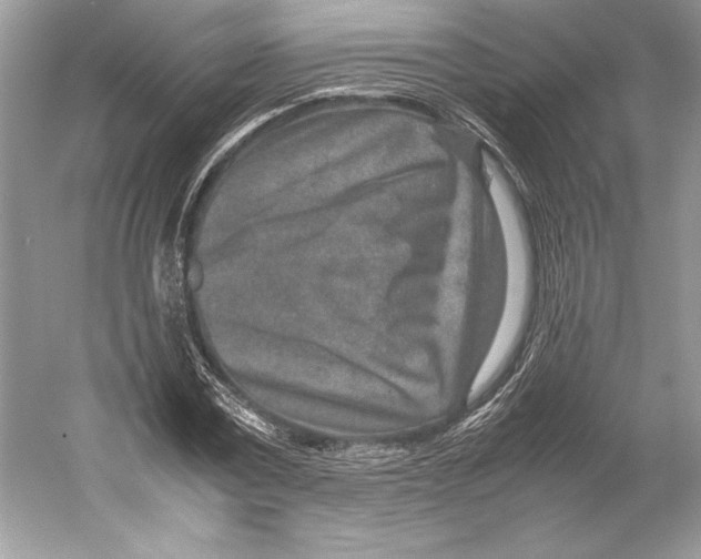 X0000052950779200508050921