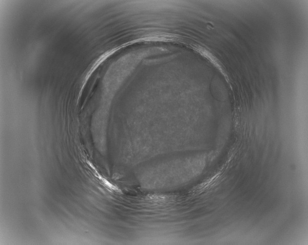 X0000052950829200508050920