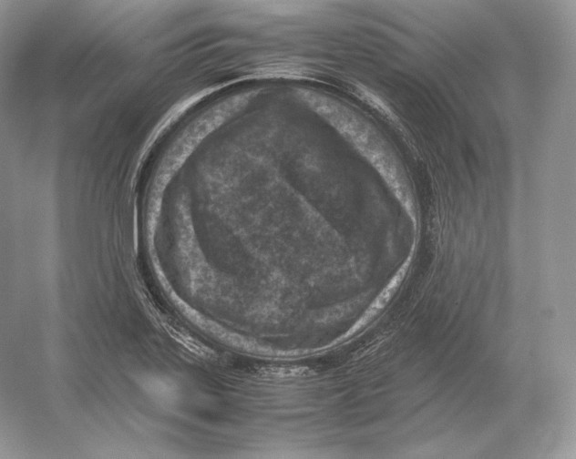 X0000052951323200508050912