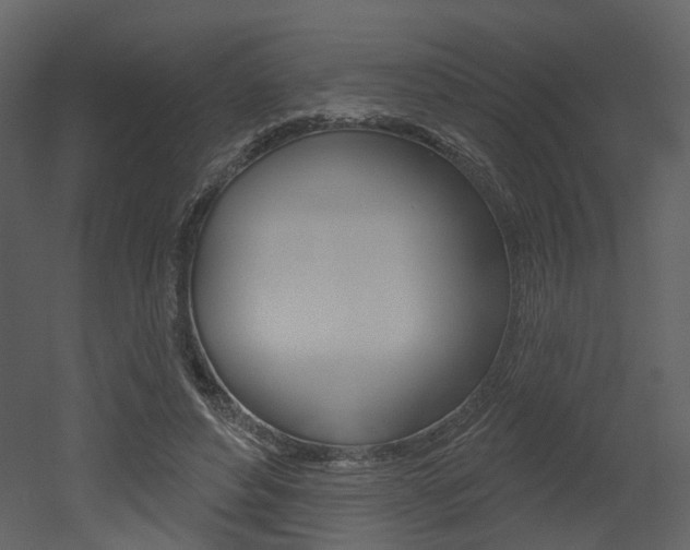 X0000052960496200507080859