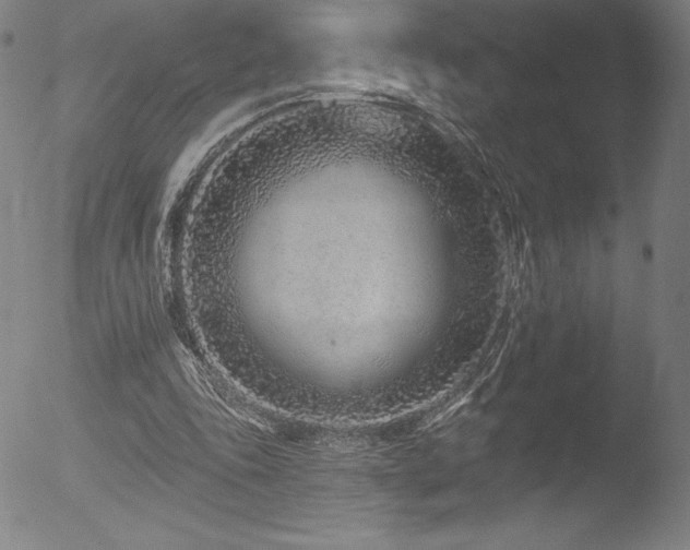 X0000052960343200507081241