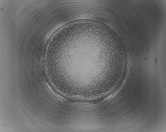 X0000052961121200507081228