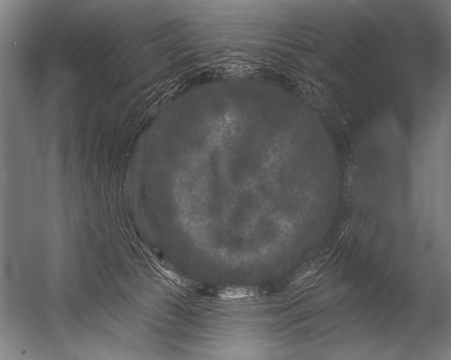 X0000052960177200507300121