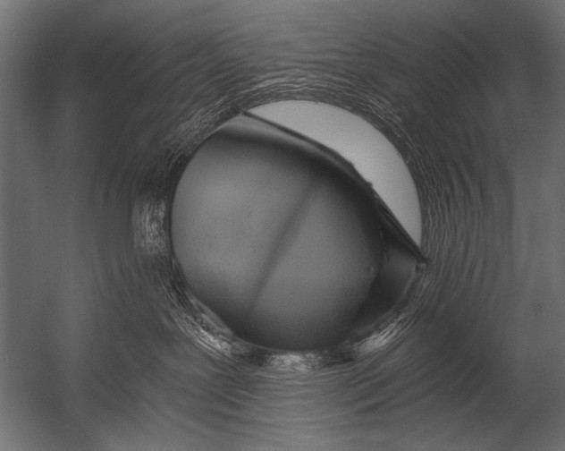 X0000052960239200507300119