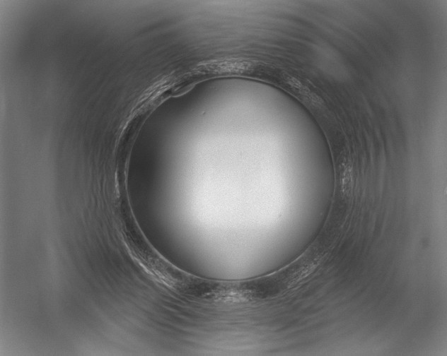 X0000052960254200507300119