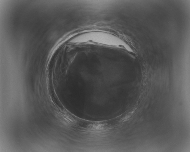 X0000052960295200507300118