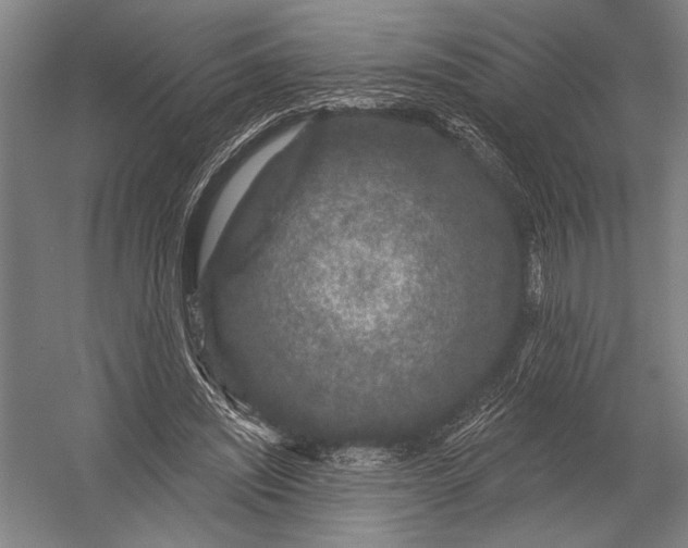 X0000052960444200507300115