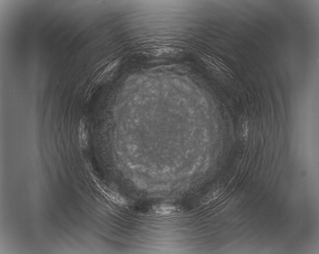 X0000052960607200507300113