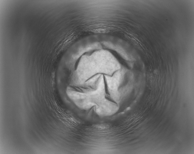 X0000052960652200507300112