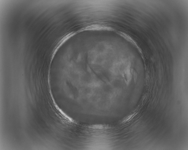 X0000052960855200507300109