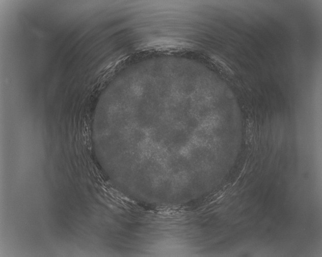 X0000052960917200507300107
