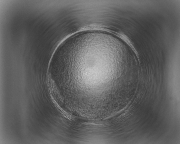 X0000052961388200507300100