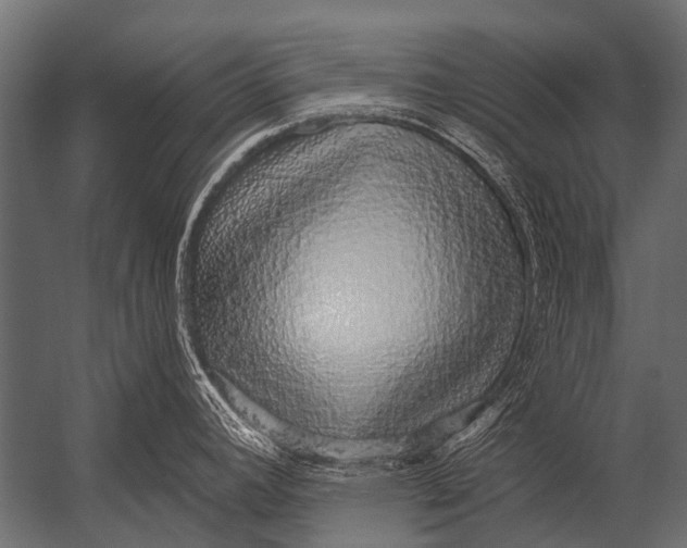 X0000052961392200507300100
