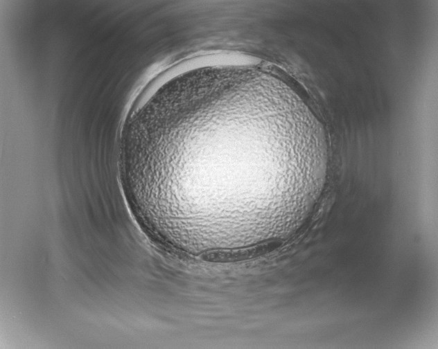 X0000052960003200508051000