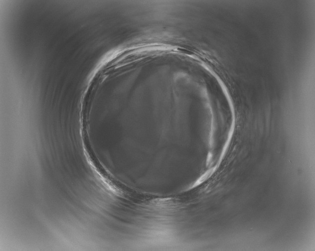 X0000052960054200508050959