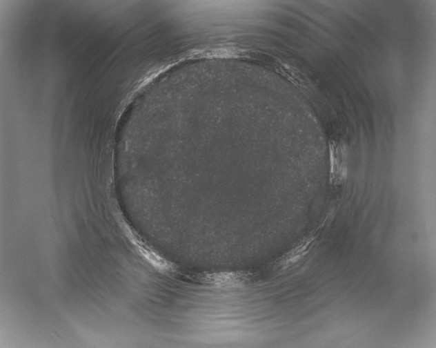 X0000052960301200508050955