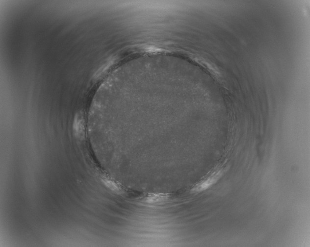 X0000052960720200508050948