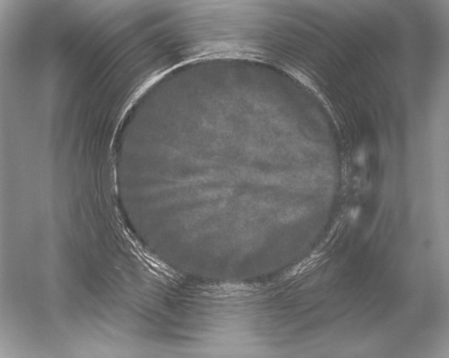 X0000052960925200508050944