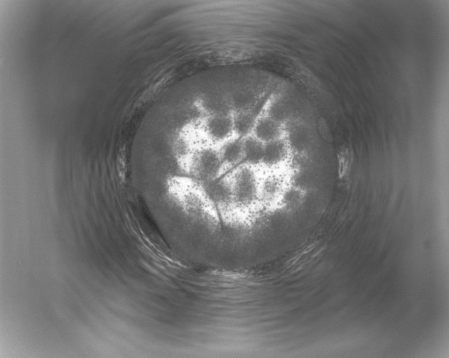 X0000052961011200508050942