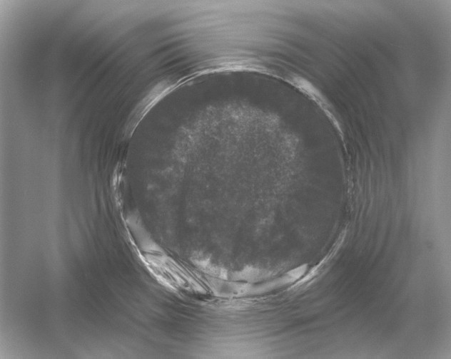 X0000052961385200508050937