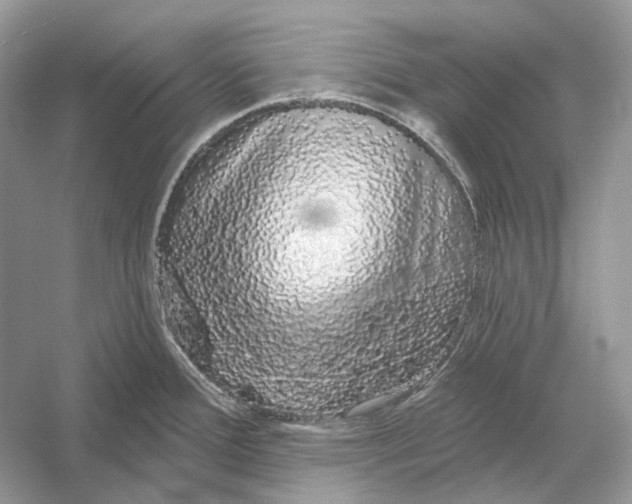 X0000052961388200508050937