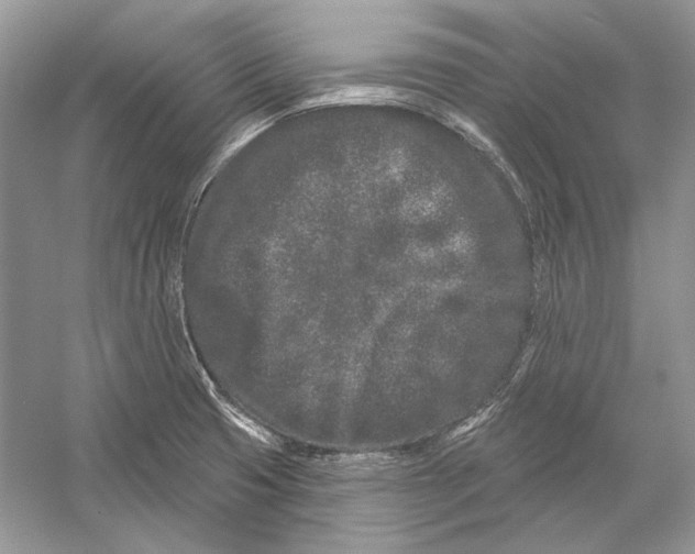 X0000052961425200508050936