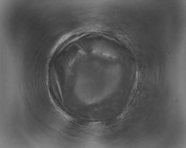 X0000052970054200507300148