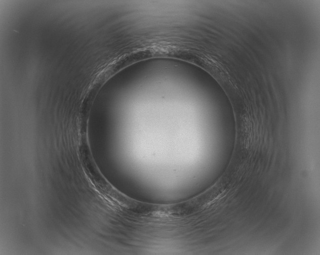 X0000052970496200507300141