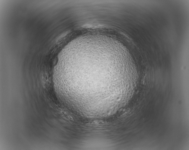 X0000052970966200507300133