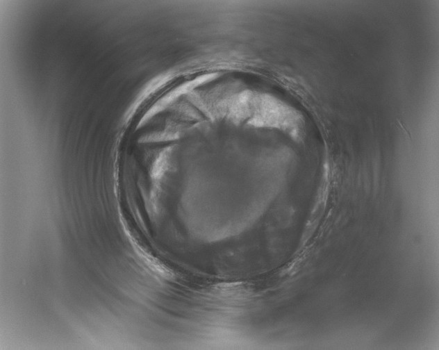 X0000052970054200508051025