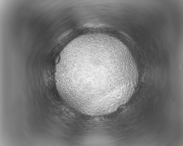 X0000052970966200508051010