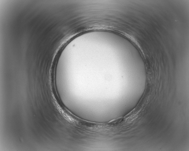 X0000052970995200508051010