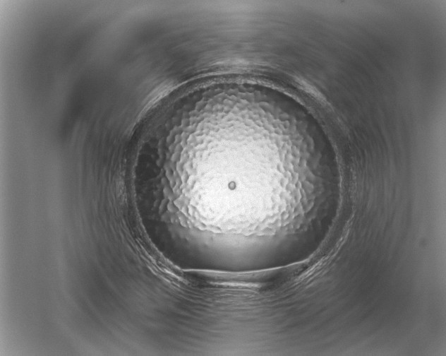 X0000052981259200507151819