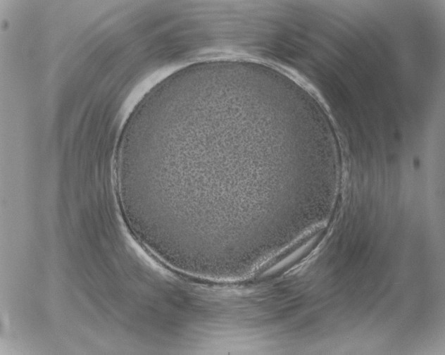 X0000052981239200507221319