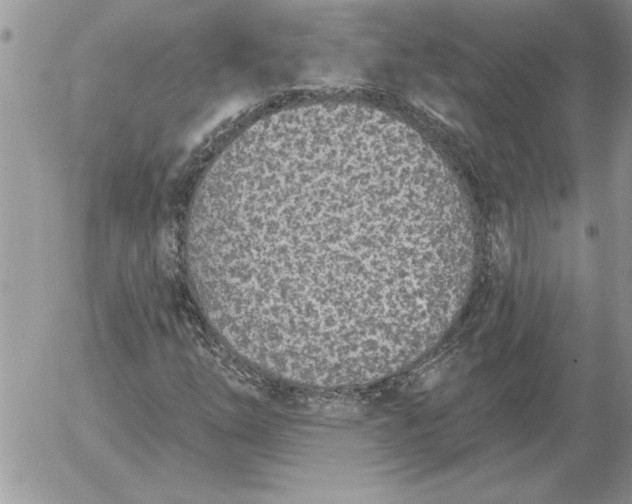 X0000052981254200507221319