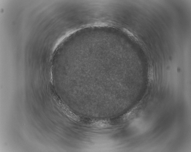 X0000052981262200507221318