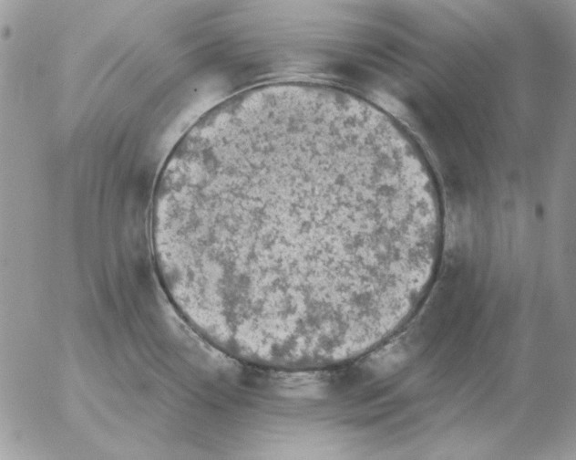 X0000052981338200507221318