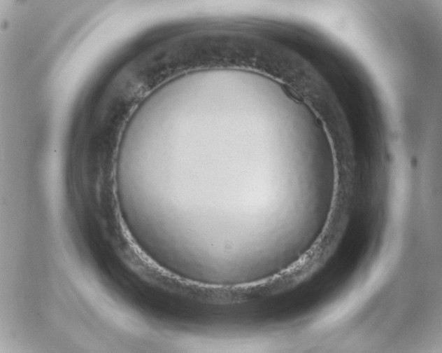 X0000052981487200507221315