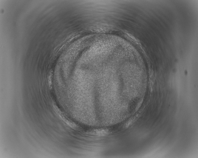 X0000052980065200507291602