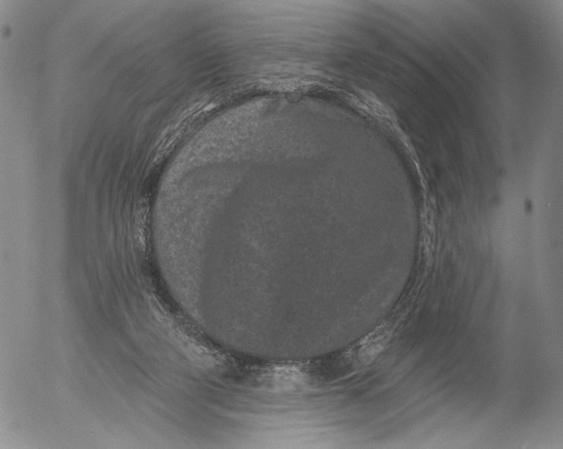 X0000052980114200507291601