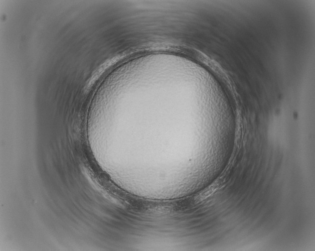 X0000052980155200507291600