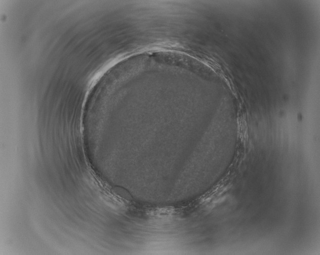 X0000052980196200507291600