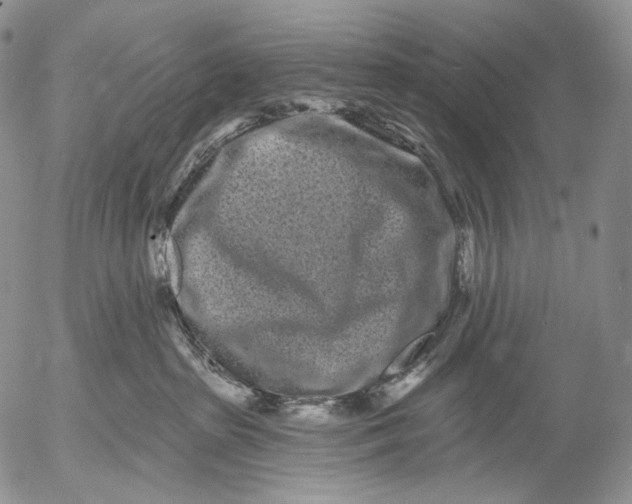 X0000052980285200507291559