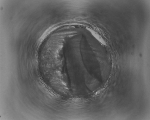 X0000052980295200507291558