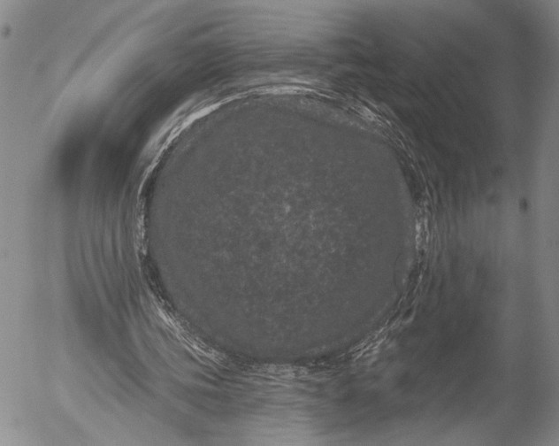 X0000052980339200507291557