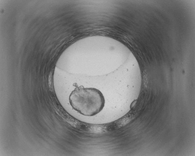 X0000052980375200507291558