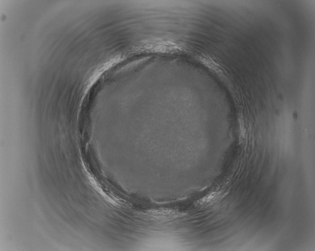 X0000052980630200507291552