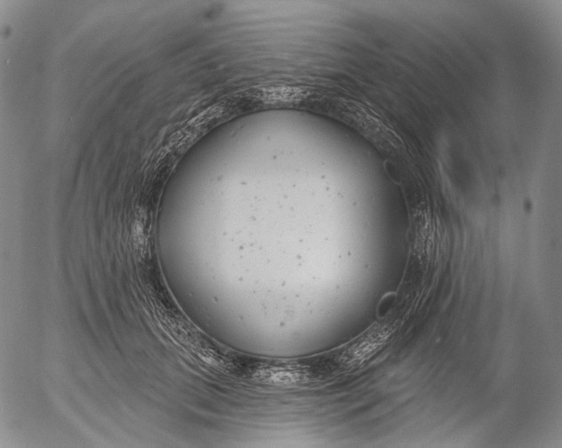 X0000052980655200507291553