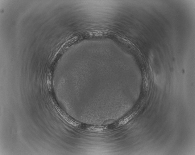 X0000052980661200507291553